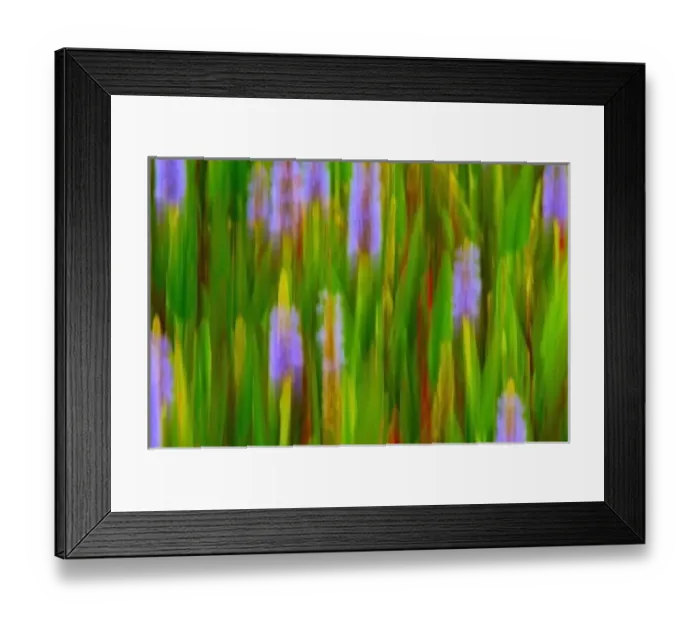 Framed Print : North America, USA, Florida, Merritt Island, blurred painterly water hyacinths panned