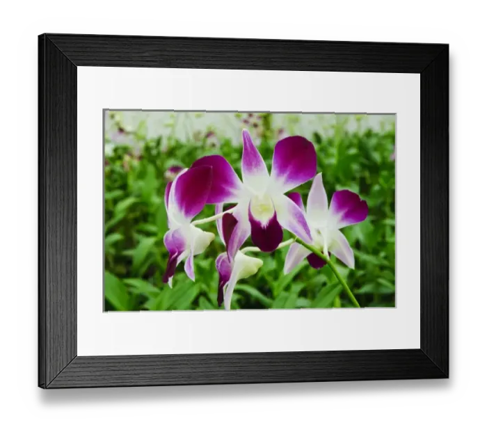 Framed Print : Palm Springs, California. Orchids Framed Print : Palm Springs, California. Orchids