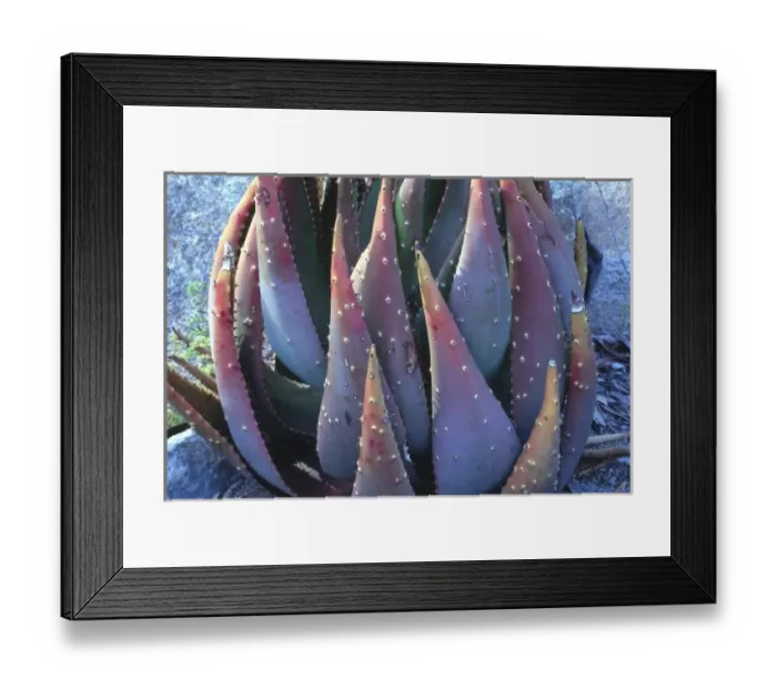 Framed Print : Cactus, San Diego Zoo, San Diego, California, US
