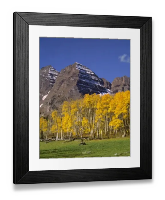 Framed Print : USA, Colorado, Maroon Bells. A gold-leafed aspen forest highlights the peaks of Maroon Bells Framed Print : USA, Colorado, Maroon Bells. A gold-leafed aspen forest highlights the peaks of Maroon Bells