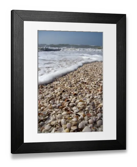 Framed Print : Seashells on the beach at Sanibel Island on the Gulf Coast of Florida
