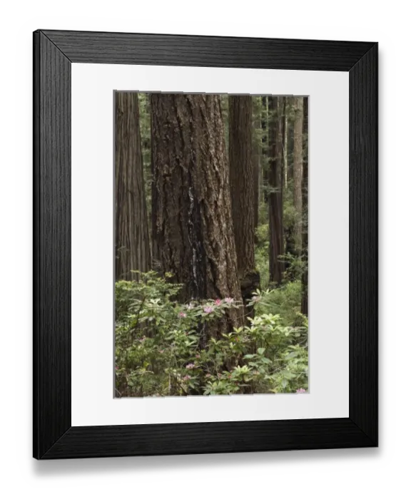 Framed Print : USA, North America, California Framed Print : USA, North America, California