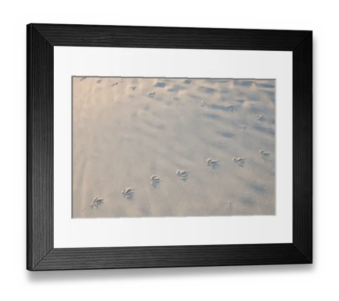 Framed Print : Bird tracks on North Beach at Fort De Soto Park in Pinellas County, Florida