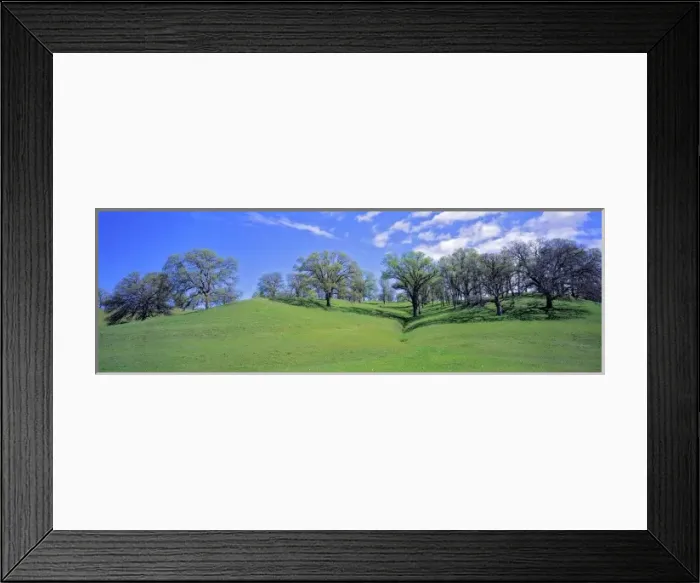 Framed Print : USA, California, Sacramento Valley. Oak trees flourish in the gentle rolling hills Framed Print : USA, California, Sacramento Valley. Oak trees flourish in the gentle rolling hills