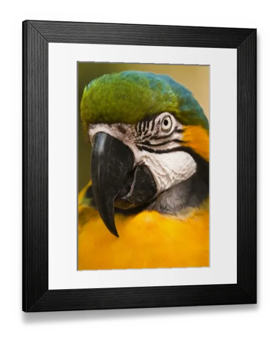 Framed Print : USA, North America, Florida Framed Print : USA, North America, Florida