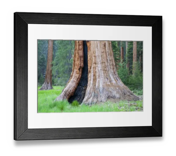 Framed Print : CA, Sequoia NP, Round Meadow, Giant Sequoia trees along Big Trees Trail