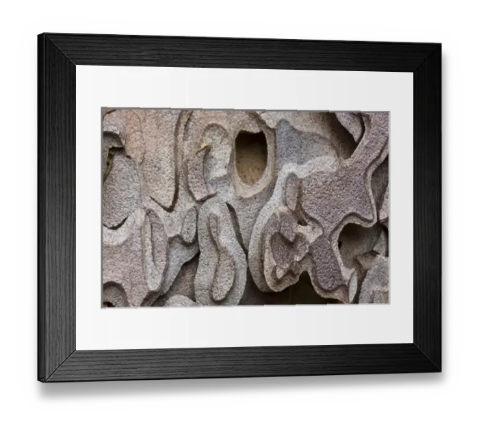 Framed Print : Bark of a Ponderosa Pine tree (Pinus ponderosa) Yosemite Valley - Yosemite National Park Framed Print : Bark of a Ponderosa Pine tree (Pinus ponderosa) Yosemite Valley - Yosemite National Park