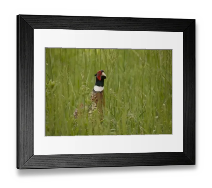 Framed Print : USA, Colorado, Sangre de Cristo Mountains. Ring-necked pheasant in deep grass