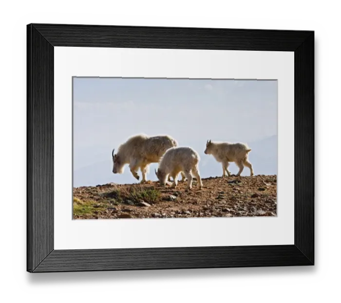 Framed Print : USA, Colorado, Rocky Mountains, Mount Evans, Mountain Goat (Oreamnos americanus) Framed Print : USA, Colorado, Rocky Mountains, Mount Evans, Mountain Goat (Oreamnos americanus)
