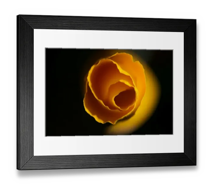 Framed Print : California Poppy, Santa Cruz, California, USA Framed Print : California Poppy, Santa Cruz, California, USA