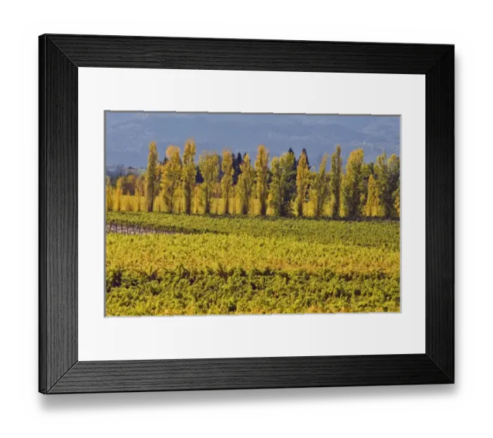 Framed Print : USA, North America, California Framed Print : USA, North America, California