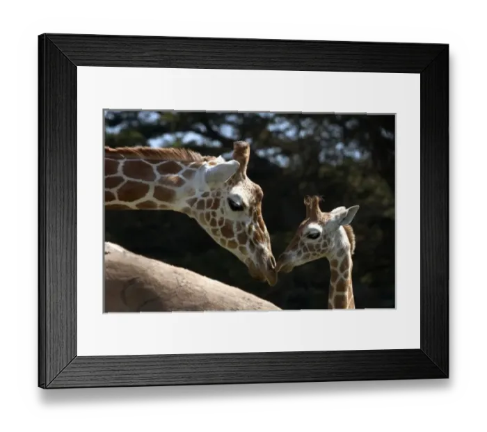 Framed Print : Mother and baby Reticulated Giraffe (giraffa camelopardalis reticulata), San Francisco Framed Print : Mother and baby Reticulated Giraffe (giraffa camelopardalis reticulata), San Francisco