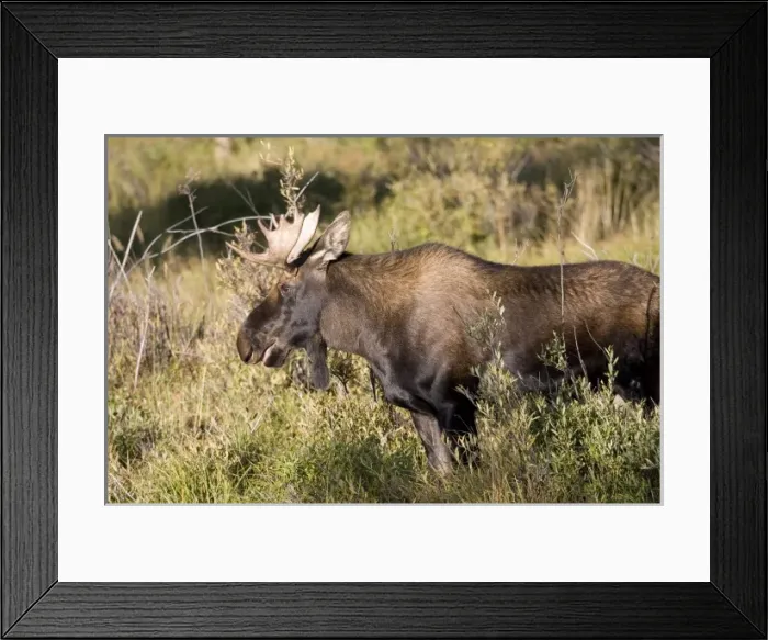 Framed Print : USA, North America, Colorado
