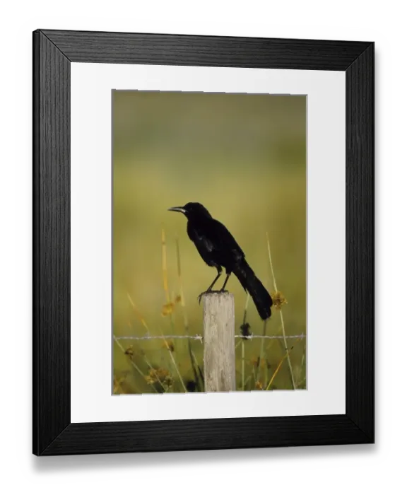 Framed Print : USA, North America, Florida Framed Print : USA, North America, Florida