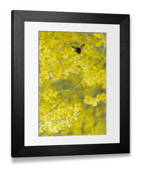 Framed Print : USA, North America, Arizona Framed Print : USA, North America, Arizona