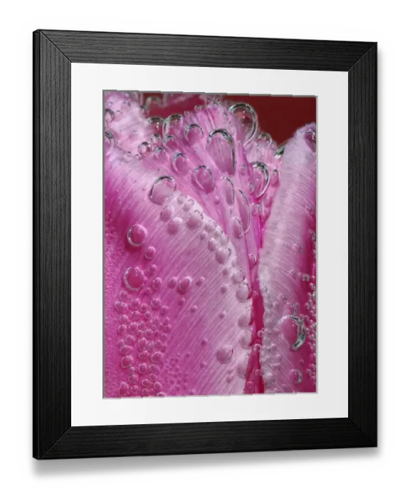 Framed Print : North America, USA, Florida, Orlando, a bubbly pink tulip underwater macro Framed Print : North America, USA, Florida, Orlando, a bubbly pink tulip underwater macro