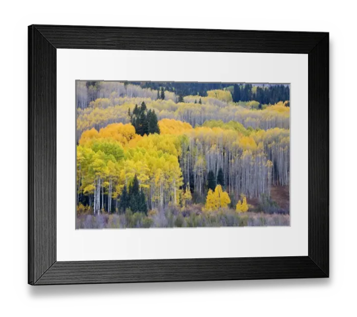 Framed Print : USA, Colorado, Gunnison National Forest near Kebler Pass