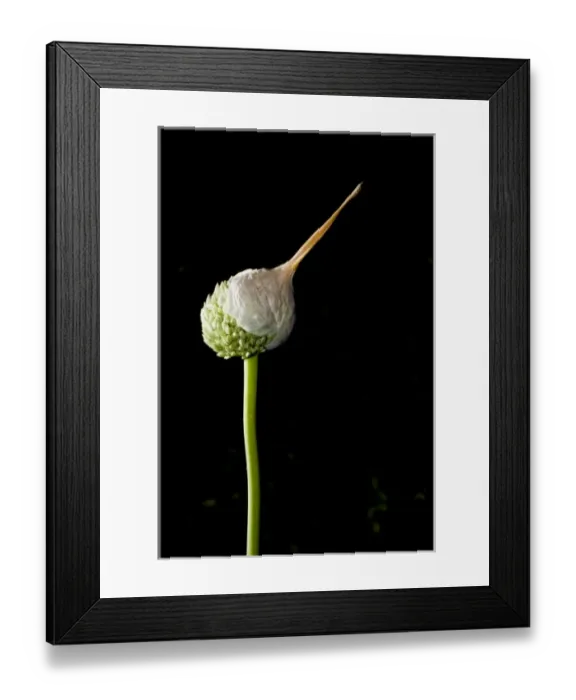 Framed Print : Elephant garlic, Allium ampeloprasum, California Framed Print : Elephant garlic, Allium ampeloprasum, California