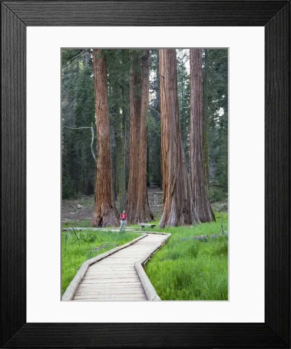Framed Print : CA, Sequoia NP, Round Meadow, Big Trees Trail with giant Sequoia trees (MR) Framed Print : CA, Sequoia NP, Round Meadow, Big Trees Trail with giant Sequoia trees (MR)