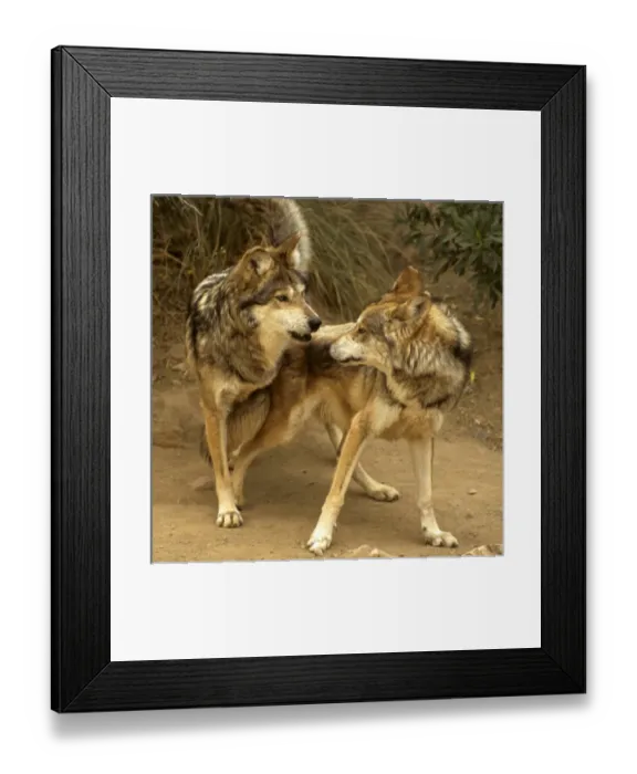 Framed Print : USA, North America, Arizona Framed Print : USA, North America, Arizona