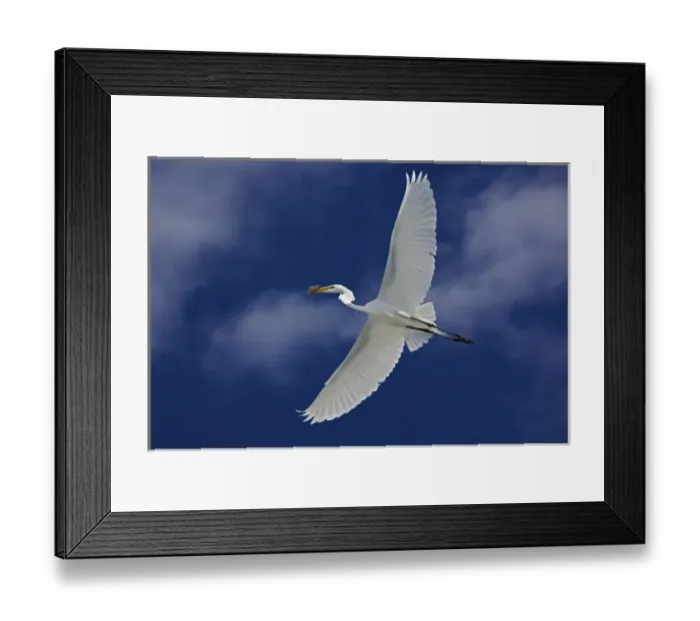 Framed Print : Great Egret in flight, Casmerodius albus, Sanibel Island, Florida Framed Print : Great Egret in flight, Casmerodius albus, Sanibel Island, Florida