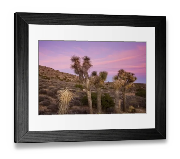 Framed Print : USA, California, Joshua Tree National Park. Joshua Tree, yucca brevifolia, at Keys View, el