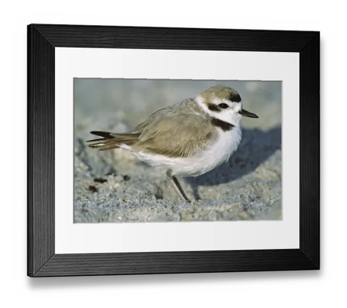 Framed Print : USA, North America, Florida