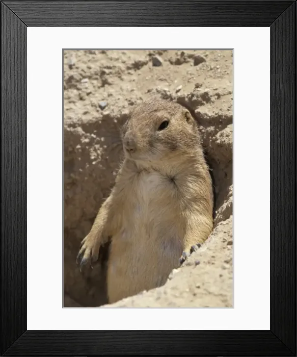 Framed Print : Black-tailed Prairie dog (Cynomys ludovicianus), Arizona-Sonora Desert Museum, Tucson Framed Print : Black-tailed Prairie dog (Cynomys ludovicianus), Arizona-Sonora Desert Museum, Tucson