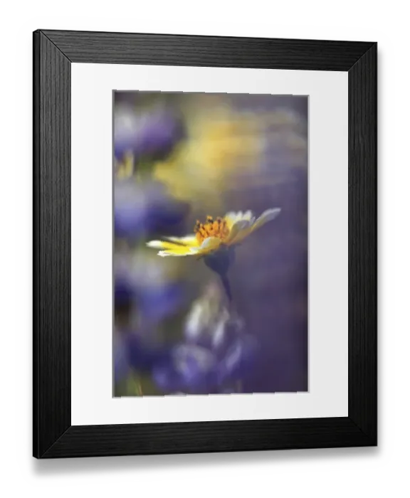 Framed Print : USA. California. Tidytip (Layia playtglossa) softly surrounded by lupine (lupinus) wildflowers Framed Print : USA. California. Tidytip (Layia playtglossa) softly surrounded by lupine (lupinus) wildflowers