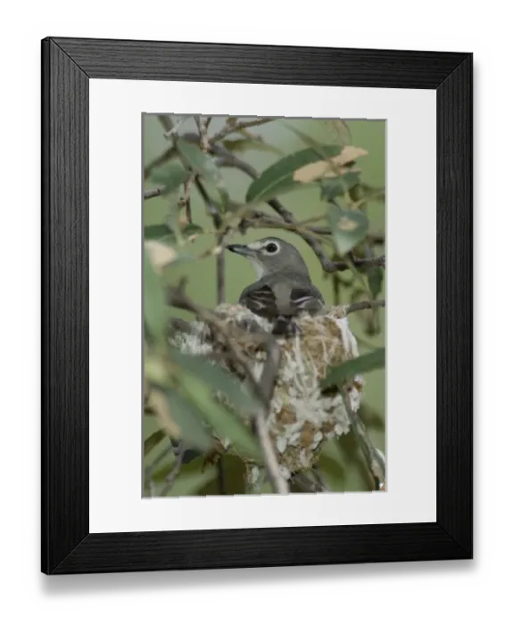 Framed Print : USA, North America, Arizona Framed Print : USA, North America, Arizona
