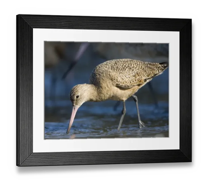 Framed Print : USA, California, Marbeled Godwit, feeding Framed Print : USA, California, Marbeled Godwit, feeding