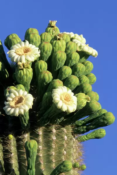 Giant saguaro cactus (Cereus giganteus) in bloom, Saguaro National Park, Tucson, Arizona
