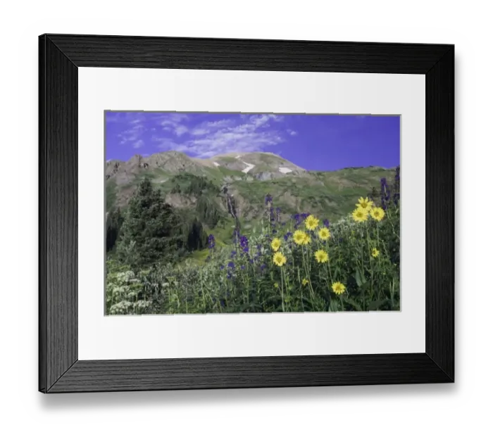 Framed Print : Mountains and wildflowers in alpine meadow, Tall Larkspur, Sunflowers, Loveroot, Ouray Framed Print : Mountains and wildflowers in alpine meadow, Tall Larkspur, Sunflowers, Loveroot, Ouray