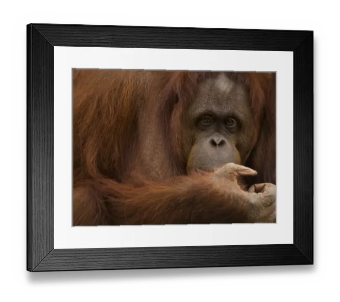 Framed Print : USA; Florida; Pensacola. Female orangutan at zoo