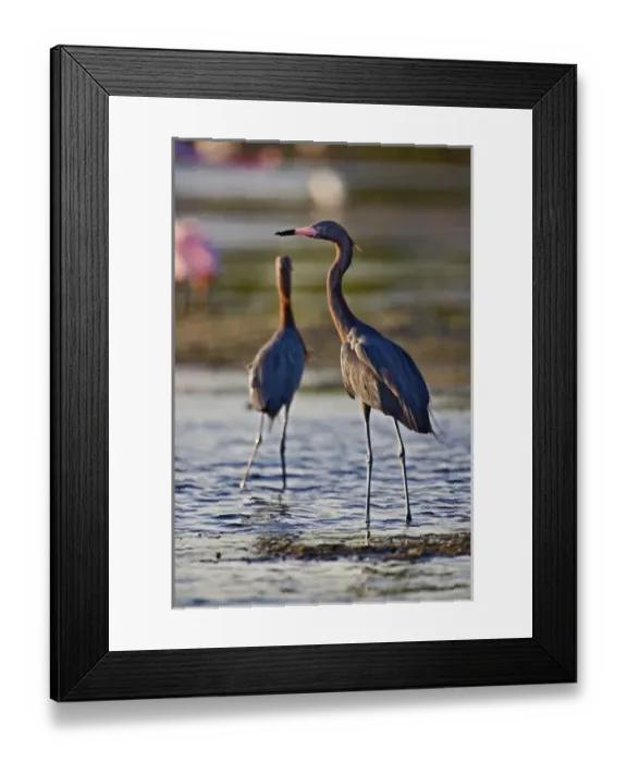 Framed Print : Reddish Egret, Egretta rufescens, Ding Darling National Wildlife Refuge, Sanibel Island Framed Print : Reddish Egret, Egretta rufescens, Ding Darling National Wildlife Refuge, Sanibel Island