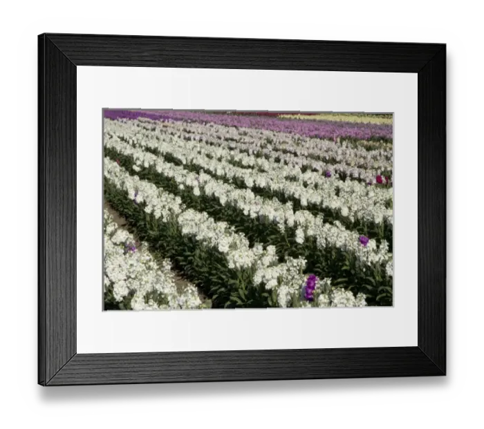 Framed Print : USA, North America, California Framed Print : USA, North America, California