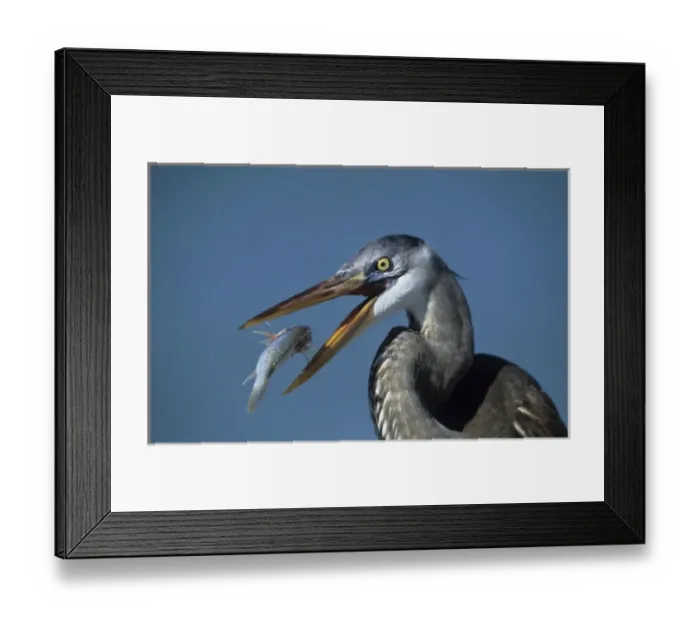 Framed Print : USA, Florida, Ft. DeSoto Beach. Close-up of great blue heron with fish catch Framed Print : USA, Florida, Ft. DeSoto Beach. Close-up of great blue heron with fish catch