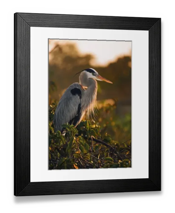 Framed Print : Great Blue Heron near nest at sunrise, Wakodahathcee Wetlands, near Delray Beach, Florida Framed Print : Great Blue Heron near nest at sunrise, Wakodahathcee Wetlands, near Delray Beach, Florida