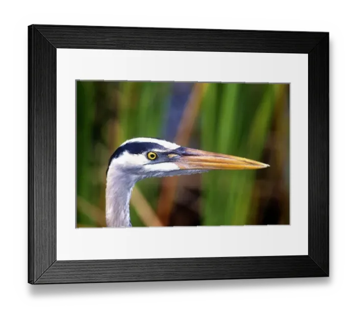 Framed Print : USA, North America, Florida