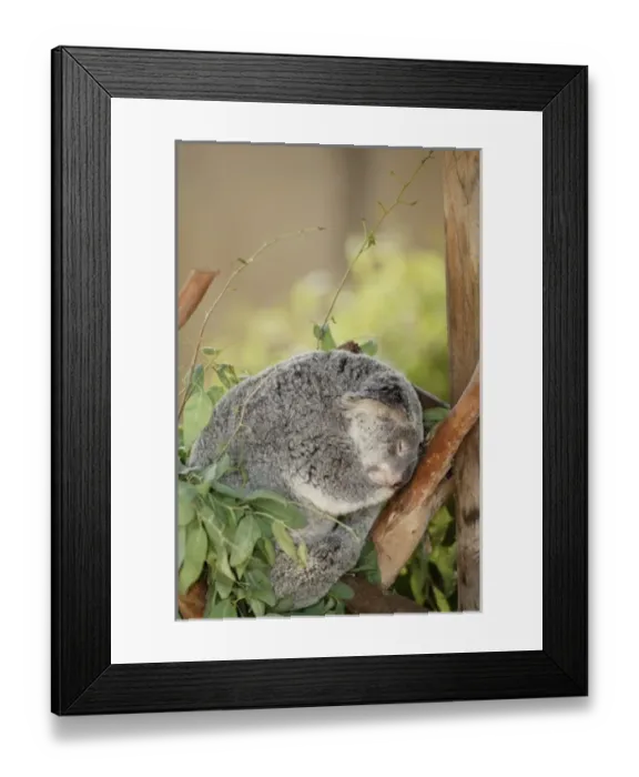Framed Print : USA, North America, California