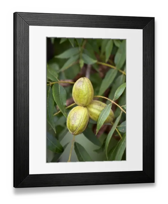 Framed Print : USA, North America, Georgia Framed Print : USA, North America, Georgia