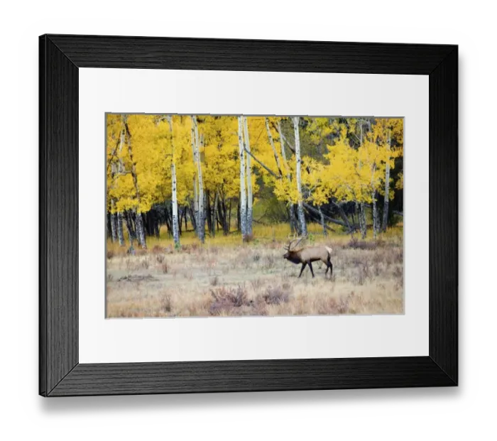 Framed Print : USA, North America, Colorado Framed Print : USA, North America, Colorado