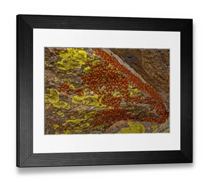 Framed Print : USA, Colorado, Mount Falcon Open Space Park. Ladybug beetles gather on rock for overwintering Framed Print : USA, Colorado, Mount Falcon Open Space Park. Ladybug beetles gather on rock for overwintering