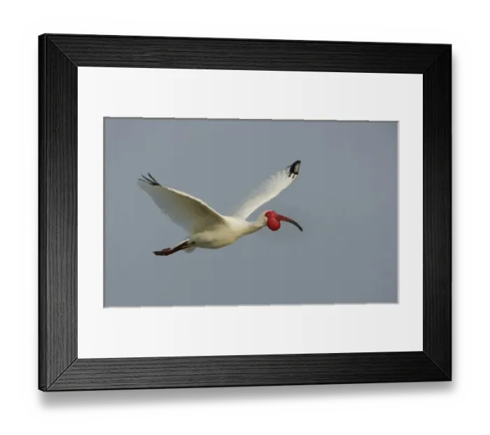 Framed Print : USA, Florida, Tampa Bay. Flying white ibis in breeding plumage. (Digital Composite) Framed Print : USA, Florida, Tampa Bay. Flying white ibis in breeding plumage. (Digital Composite)