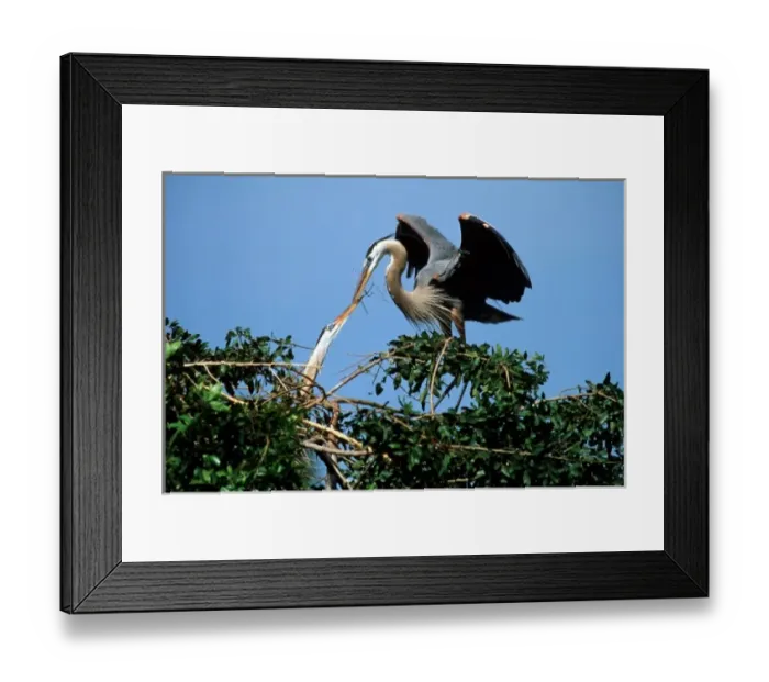 Framed Print : USA, Venice, Florida, Great Blue Herons on Nest passing stick to build nest Framed Print : USA, Venice, Florida, Great Blue Herons on Nest passing stick to build nest