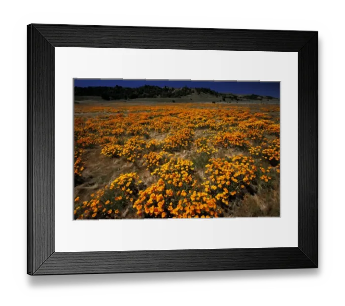 Framed Print : North America, USA, California, Antilope Valley. Poppy fields Framed Print : North America, USA, California, Antilope Valley. Poppy fields