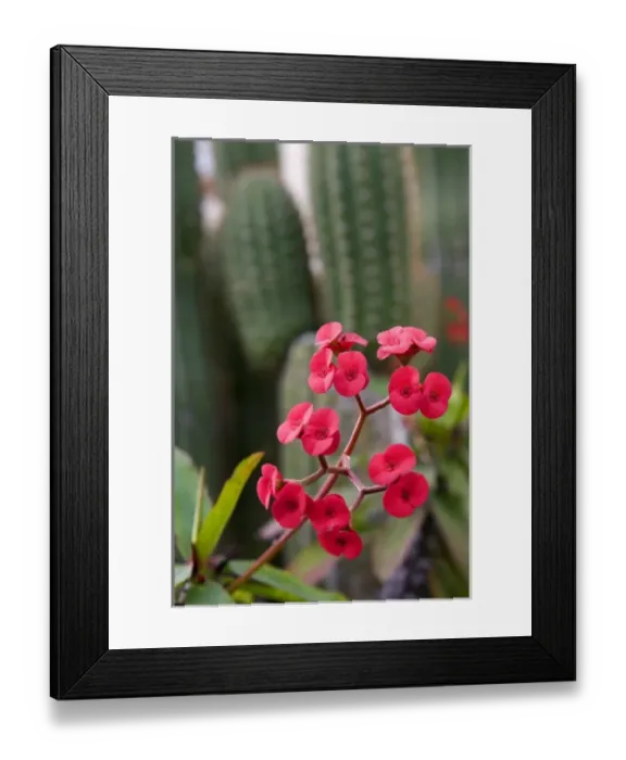 Framed Print : The flowers of a Euphorbia Milii at San Juan Capistrano, California, USA Framed Print : The flowers of a Euphorbia Milii at San Juan Capistrano, California, USA