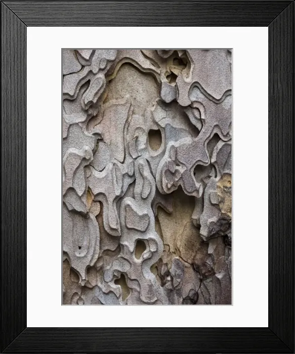 Framed Print : Bark of a Ponderosa Pine tree (Pinus ponderosa) Yosemite Valley - Yosemite National Park Framed Print : Bark of a Ponderosa Pine tree (Pinus ponderosa) Yosemite Valley - Yosemite National Park