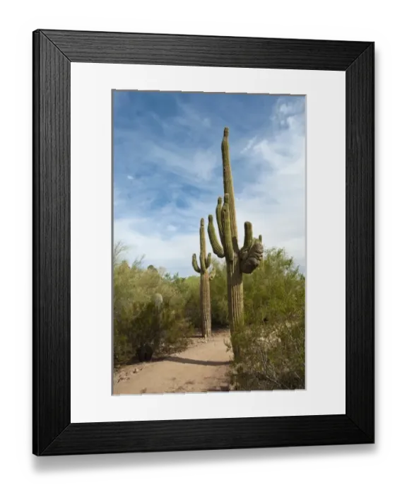 Framed Print : Phoenix, Arizona. Saguaro cactus in Desert Botanical Garden Framed Print : Phoenix, Arizona. Saguaro cactus in Desert Botanical Garden