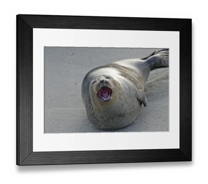 Framed Print : USA, California, San Diego County. Harbor seal yawning on beach Framed Print : USA, California, San Diego County. Harbor seal yawning on beach